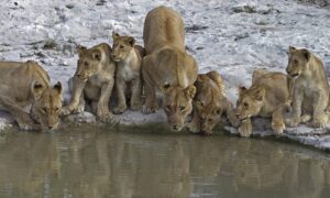 南アフリカで飼育放棄されたライオン108頭、その真相は！？