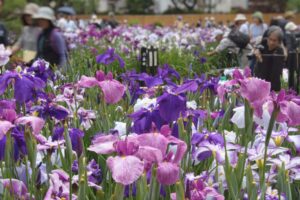 しっとり涼やか　薄紫と紫紺の花菖蒲＝堀切菖蒲園