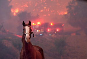 『写真で一言』せまる山火事と逃げる馬