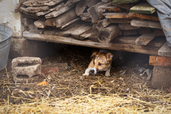 前世で犬を殺した女性が、今生で命で償う