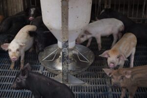 中国でアフリカ豚コレラ感染拡大＝米サイエンス誌