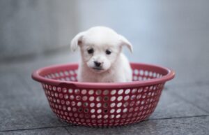 【写真】中国大陸のひとコマ　カゴの子犬　漢服のロボット