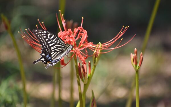 研究：「彼岸の世界」あの世とはどういう世界か（1）