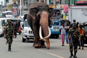 『写真で一言』寺院の儀式を主宰するため会場に向かう象
