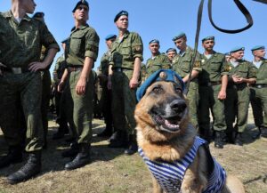 ロシアの軍用犬がパラシュートジャンプ訓練を受ける