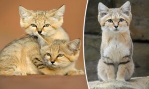 10年ぶりに撮影された　神秘的な砂猫