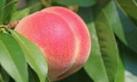 西王母が武帝に桃を贈る 伝説の蟠桃は実在したのか？