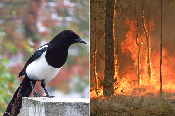 オーストラリア山火事で学んだ？　消防車のモノマネをするカササギが話題