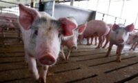 中国、3月以降アフリカ豚コレラ感染14件確認、当局「厳しい状況」