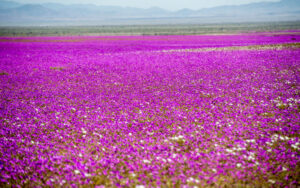 【写真】チリの砂漠　カラフルな花のじゅうたんに