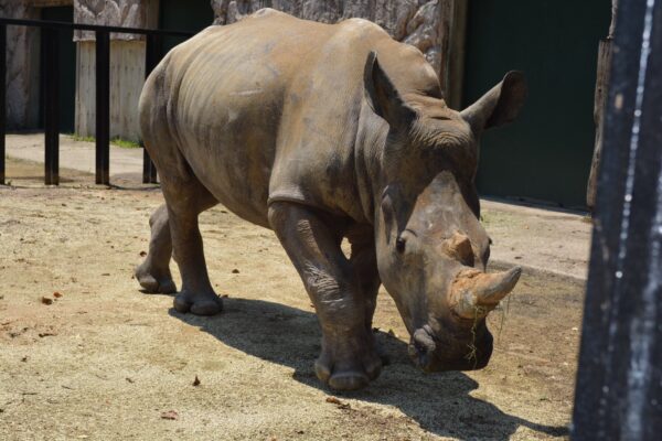 台湾の動物園からサイ「エマちゃん」来日、デビュー控え日本語レッスンも