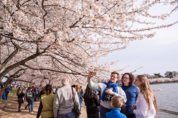 【写真】米ワシントン桜満開、「全米桜まつり」開催中