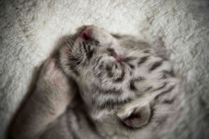 『写真で一言』眠っている生まれたばかりのホワイトタイガー