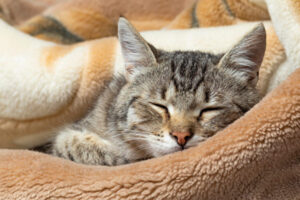 獣医師が教える！猫が健康で長生きするための10のポイント