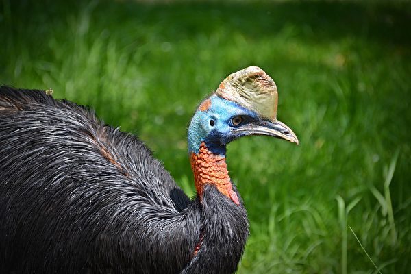 世界で一番危険な鳥？ヒクイトリが家具工場に侵入し冷や汗