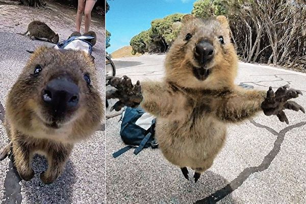 世界一幸せな動物」 クアッカワラビー | オーストラリア | カンガルー
