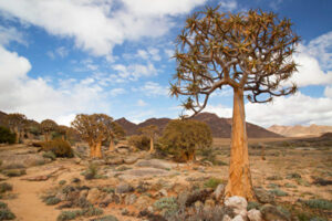 写真：南アフリカのユニークな砂漠バイオマス