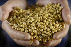 食糧危機発生か？　中国当局、各省に食糧増産を命令　大豆など輸入増