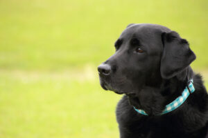 恥ずかしがり屋の麻薬捜査犬は犯人にも気に入られる人気者