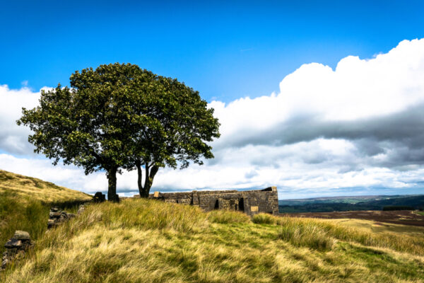 情熱的天才の衝撃的長編小説――『嵐が丘』（二）