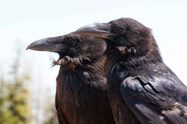 カラスと友達になった女性　カラスから感謝のプレゼントをもらう事に
