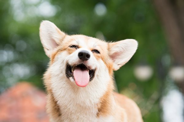 笑顔に見える子犬　実はたいして喜んでいない？