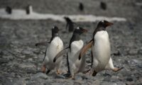 南極でペンギンに囲まれてお仕事　1500倍の競争制した女性4人が着任へ