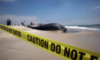 米東海岸、クジラ死亡数が記録的増　洋上風力発電の一時停止呼びかけも　