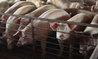 中国で今年も「アフリカ豚熱」感染爆発　減産に飼料コスト高で豚肉価格の高騰は必至