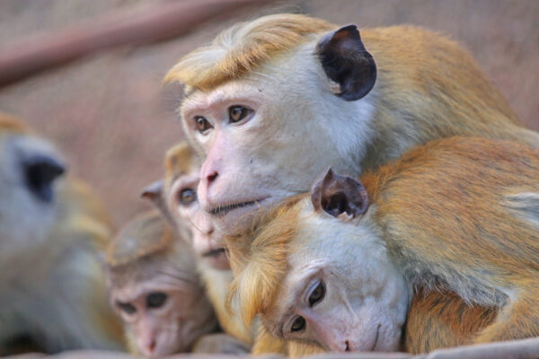 スリランカ　絶滅危惧種「トクモンキー」10万頭の中国への輸出計画を中止