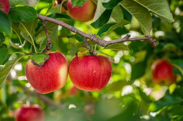 りんごで最も健康効果を得るために知っておくべきこと（1）