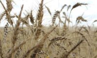 来年も主要穀物の供給ひっ迫か、エルニーニョなどが影響