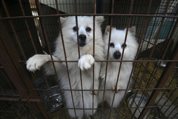 韓国、犬の食用禁止の法案可決　 慣習撤廃に反発も