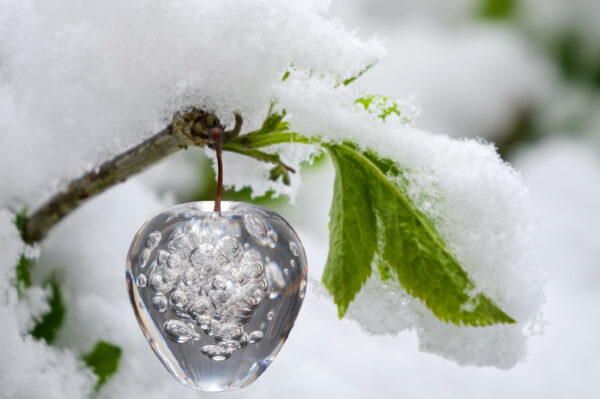 カナダ農場が発見した自然のアート　木に実る氷のりんご