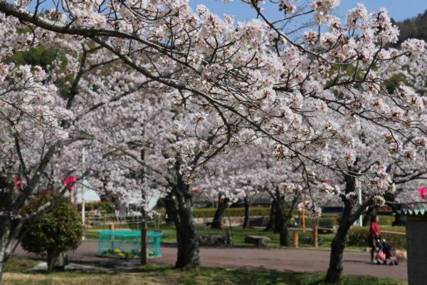 高槻市で幻想的な夜桜を楽しもう