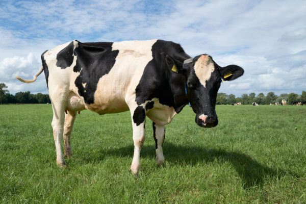 市販の牛乳に鳥インフルの残骸…米政府、州間を移動する乳牛に鳥インフル検査義務付け