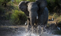 南アフリカの保護区で、突然怒り出した象が観光車をひっくり返す？！