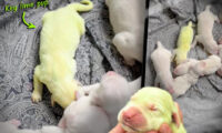“ライムグリーン色”で誕生した子犬…その驚くべき理由とは？