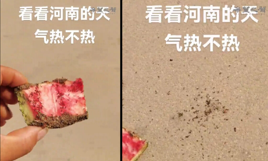 アリが瞬時に「焼死」？　中国で危険な暑さ