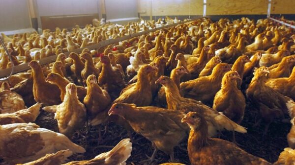 ダム放流が引き起こす洪水で　養殖の鶏　2万羽溺死＝中国