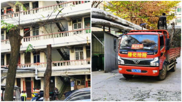 「葉っぱどこへいった？」　中国の集合住宅地が殺風景なわけ　