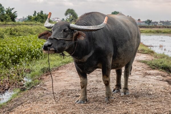 身長185センチ！　タイの水牛が世界最高記録を更新