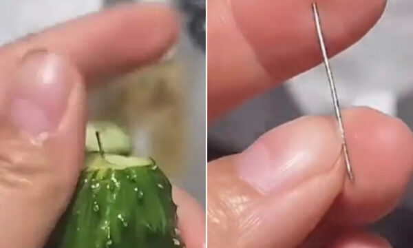 中国のキュウリから「針」が出てきた