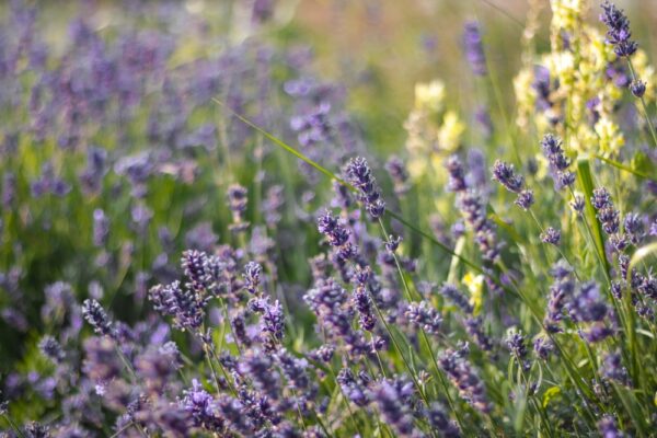 ラベンダーを大きく育てるには？庭植えと鉢植え、どちらがベスト？