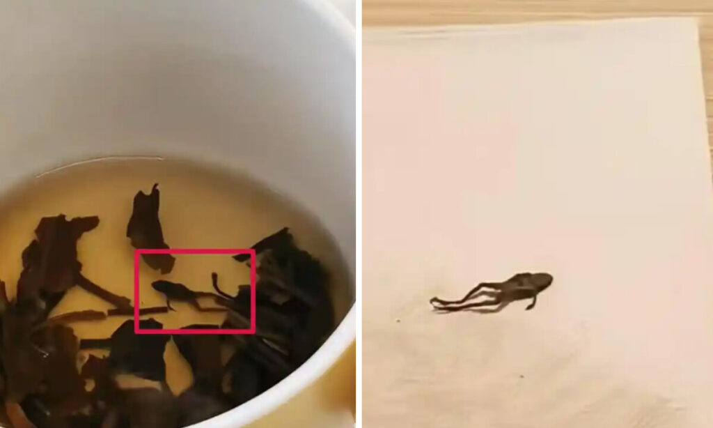 有名ブランドのお茶のなかに「カエル混入」　