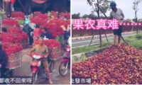 「ライチがゴミになる日」　豊作なのに誰も買わない＝中国【動画あり】