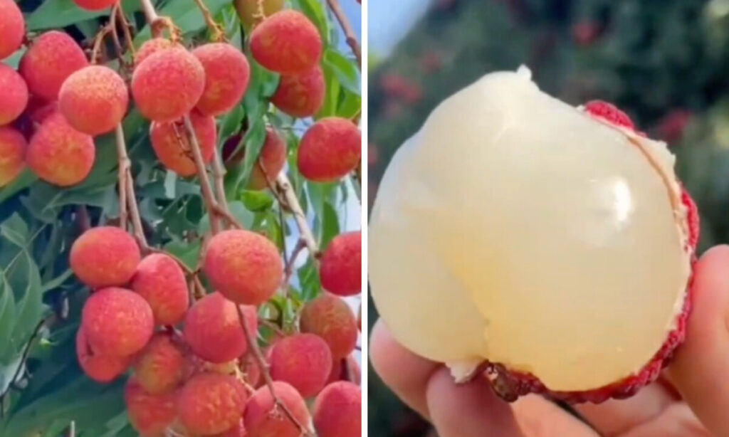 ライチの食べすぎはキケン？