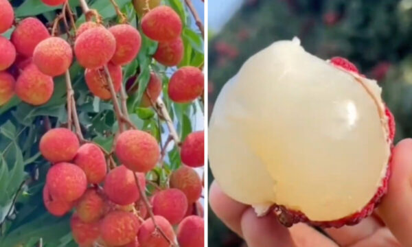 ライチの食べすぎはキケン？