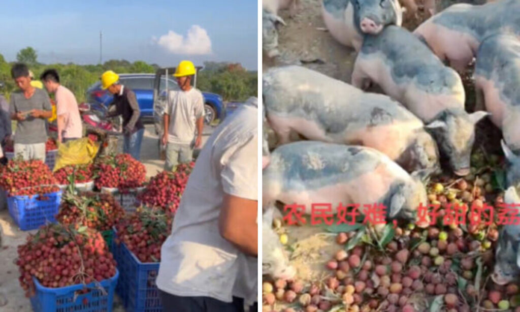 中国でライチは豊作なのに売れない　産地ではブタのエサ　都市部では価格高騰【動画あり】