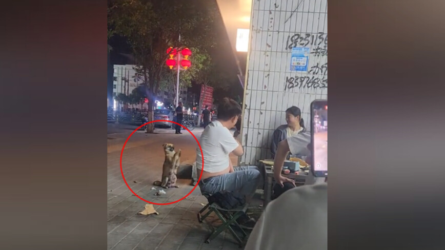 「お礼ができる」夜市のアイドル犬＝中国【動画あり】